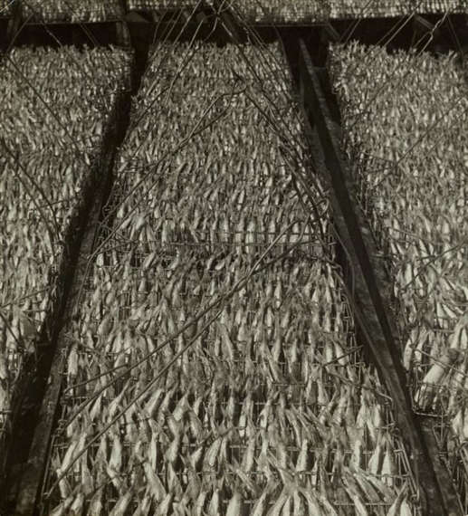 Untitled (Dried Fish) by Hein Gorny, 1929-1932