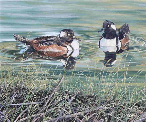 Encounter merganzers by Andrew Kiss