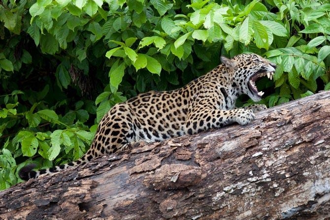 Artwork by Robert Curran, The Roar (Peru), Made of Color C Print