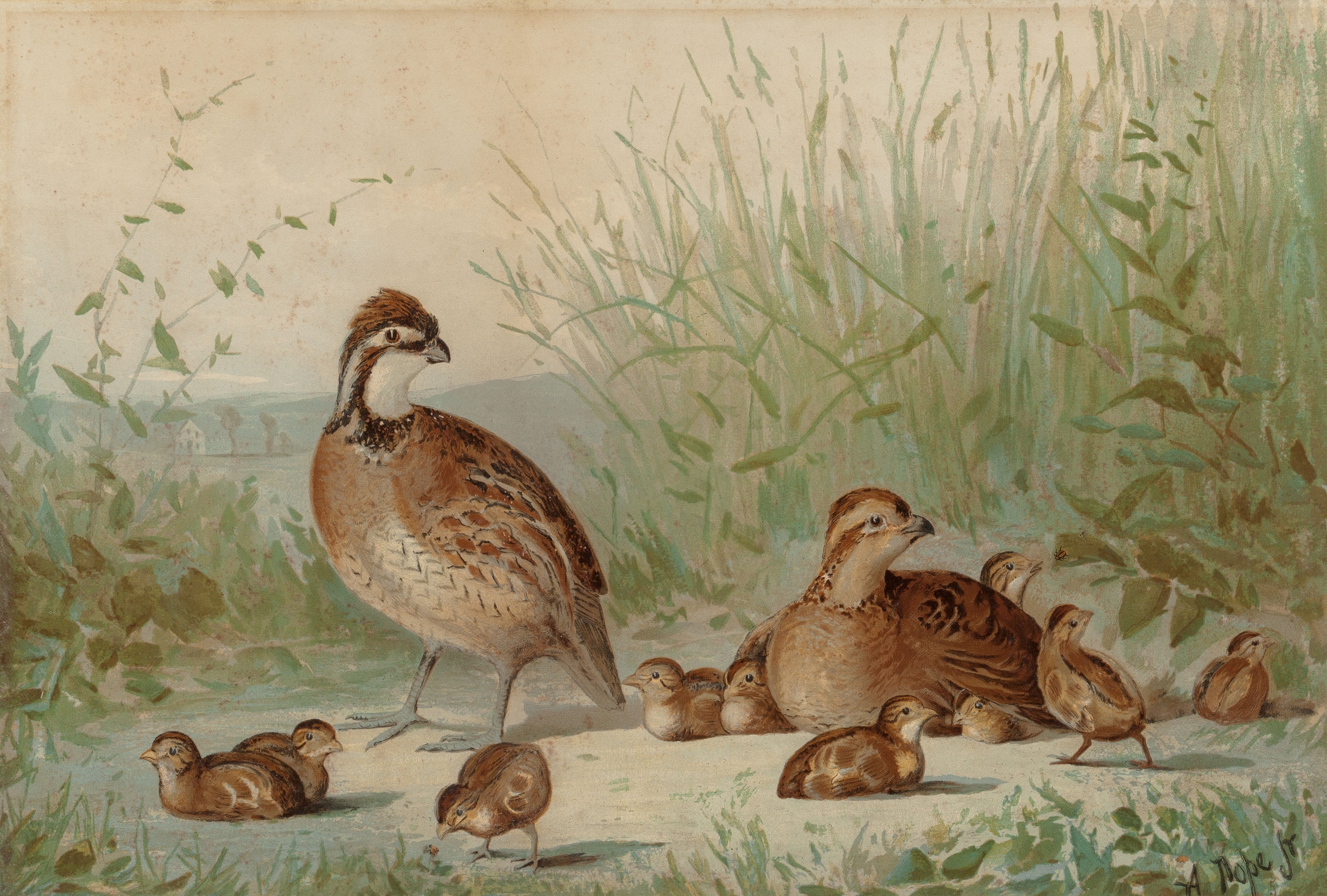 Pope Alexander | Family of Quail (1878) | MutualArt