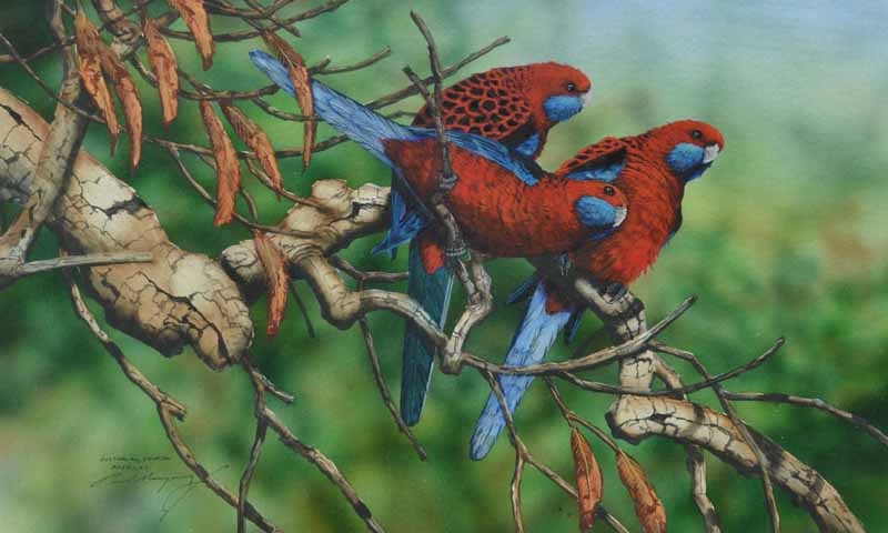 Paul Margocsy | Australian Crimson Rosellas | MutualArt