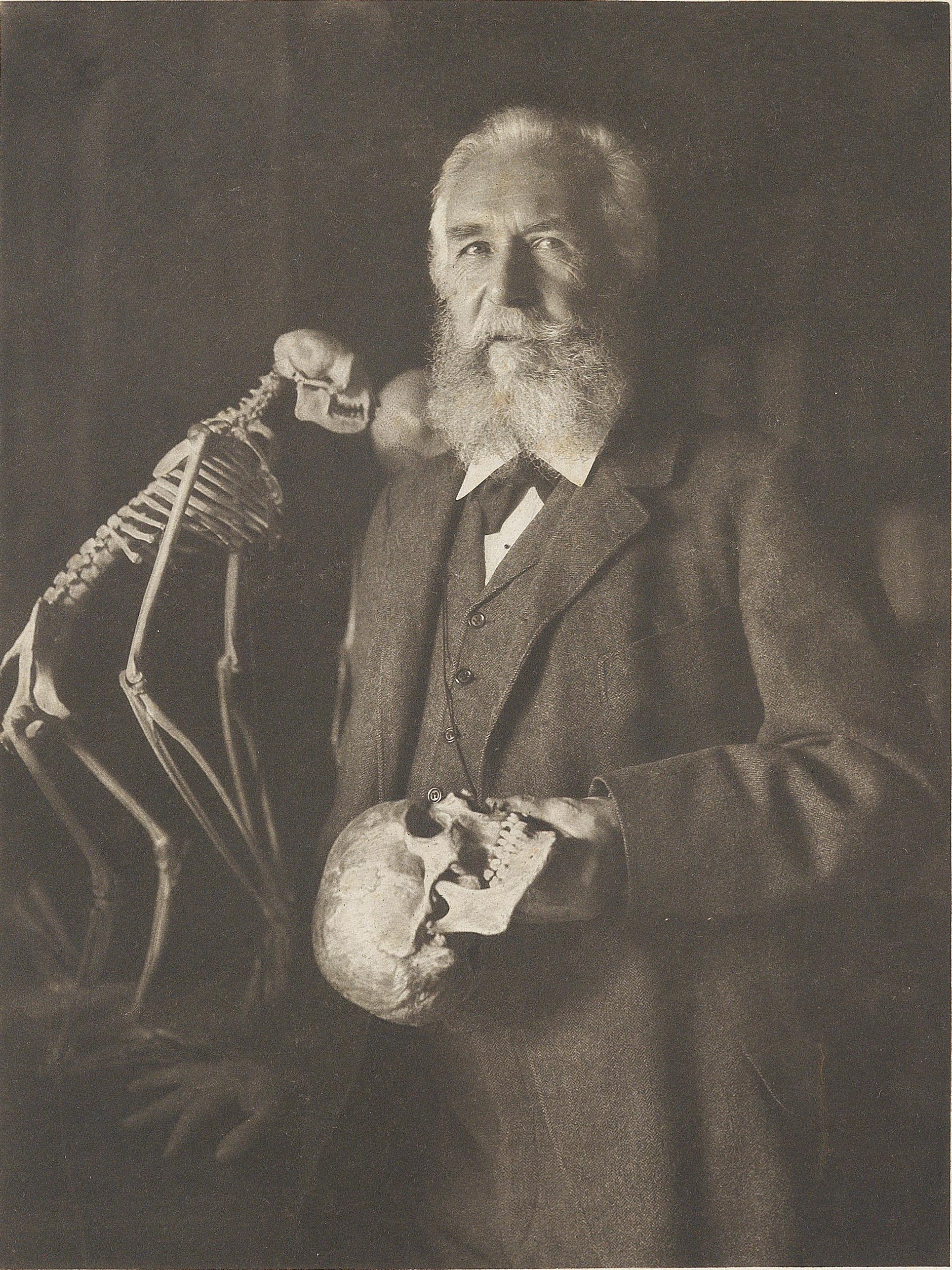 Artwork by Nicola Perscheid, Ernst Haeckel, Made of Photogravure