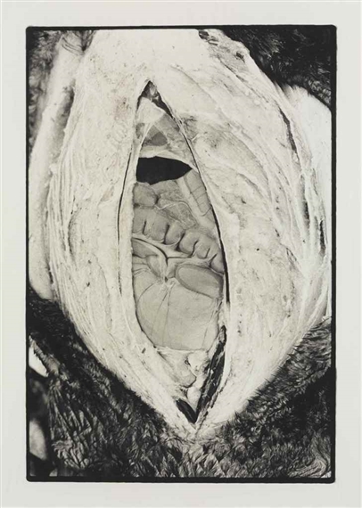 Beaver Guts by Zoe Leonard, 1997-1998