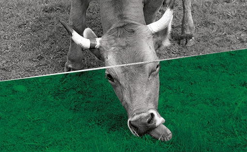 The Grass is Always Greener on the Other Side - Kunstmuseum Liechtenstein