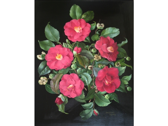 Camellia Apollo by Desmond Kenny