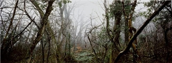 Richard Billingham: Panorama - Anthony Reynolds Gallery