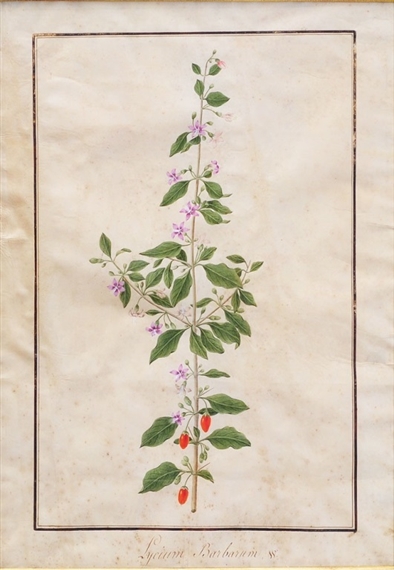 Lycium Barbarum, W. by German School, 18th Century, 18th century