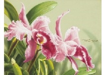 cattleya flower by Shogo Endo