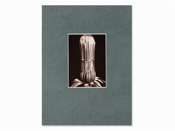 Meadow Salsify Seed Pod by Friedrich Koch, 1920s