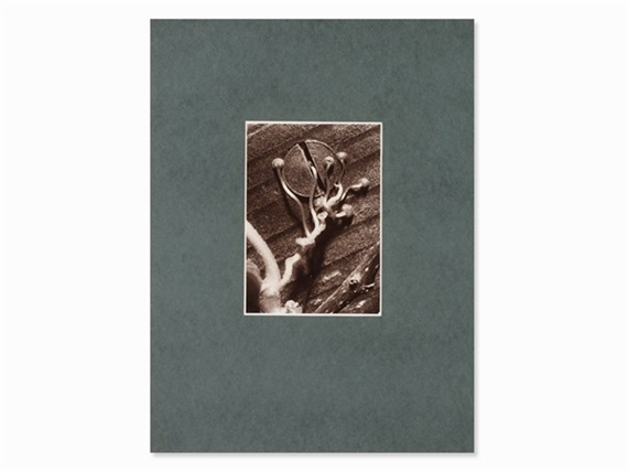 Fence Tendril by Friedrich Koch, 1920s