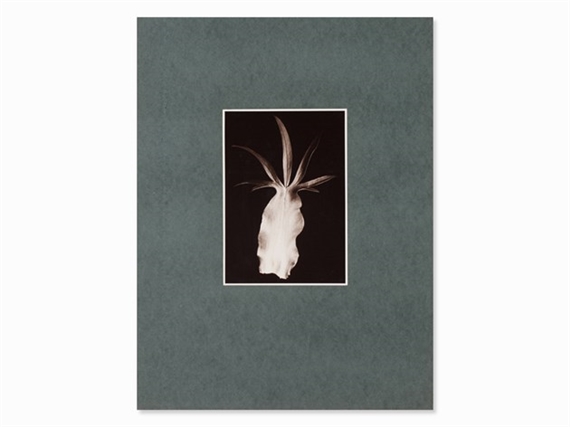 Leaf by Friedrich Koch, 1920s