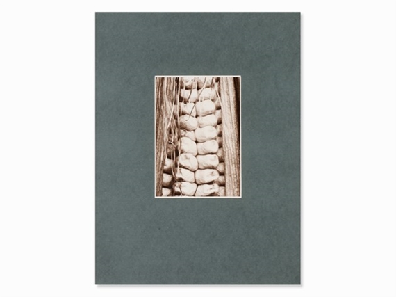 Corn Seedpod by Friedrich Koch, 1920s