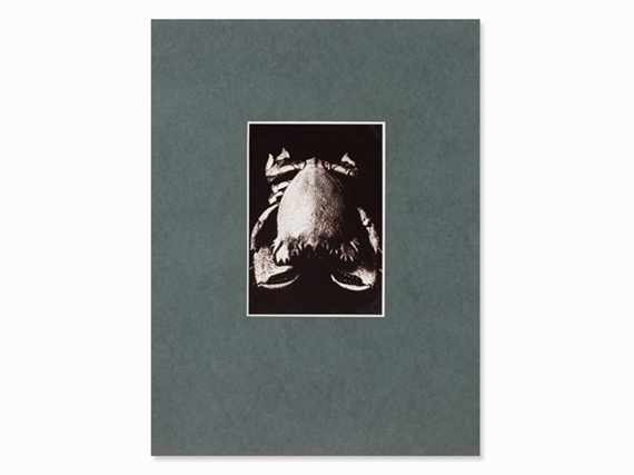Crab by Friedrich Koch, 1920s