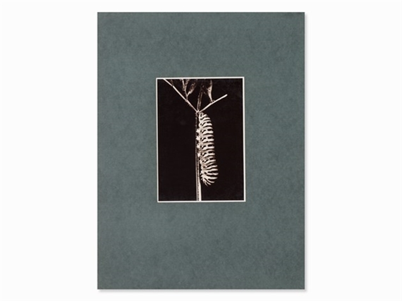 Pappillon Machaon on Daucus Carota by Friedrich Koch, 1920s