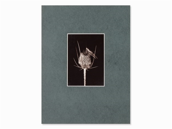 Little Grasshopper on Wild Teasel by Friedrich Koch, 1920s