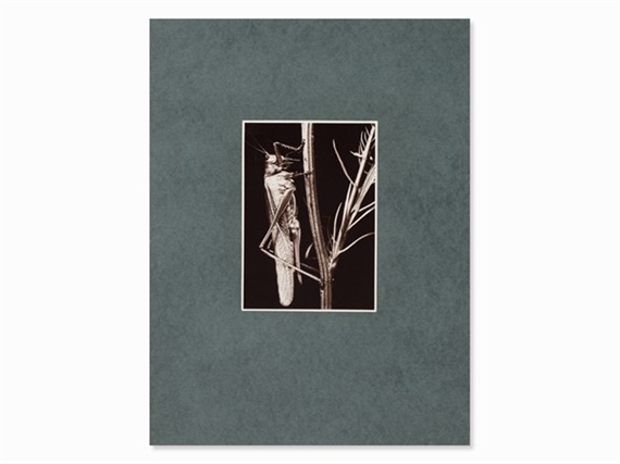 Locusta Viridissima by Friedrich Koch, 1920s