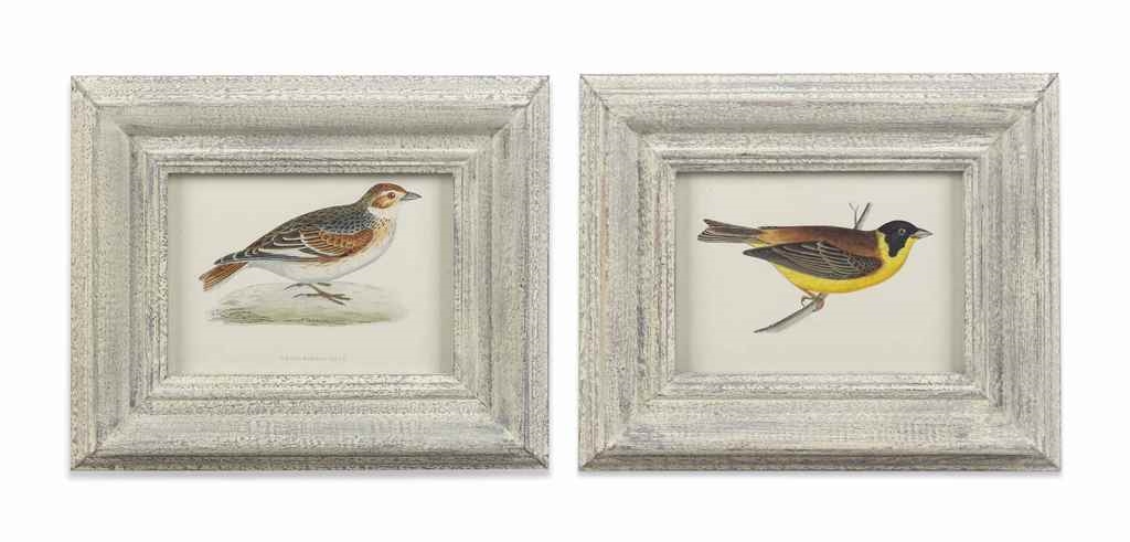 Artwork by Francis Orpen Morris, From the 'History of Birds', Made of coloured engravings