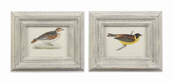 From the 'History of Birds' by Francis Orpen Morris