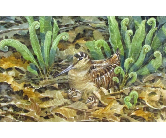 Woodcock and Chicks in Landscape by Neil Cox
