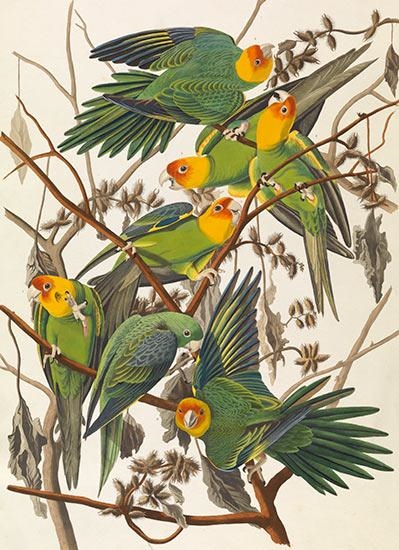 Audubon to Warhol: The Art of American Still Life - Philadelphia Museum of Art