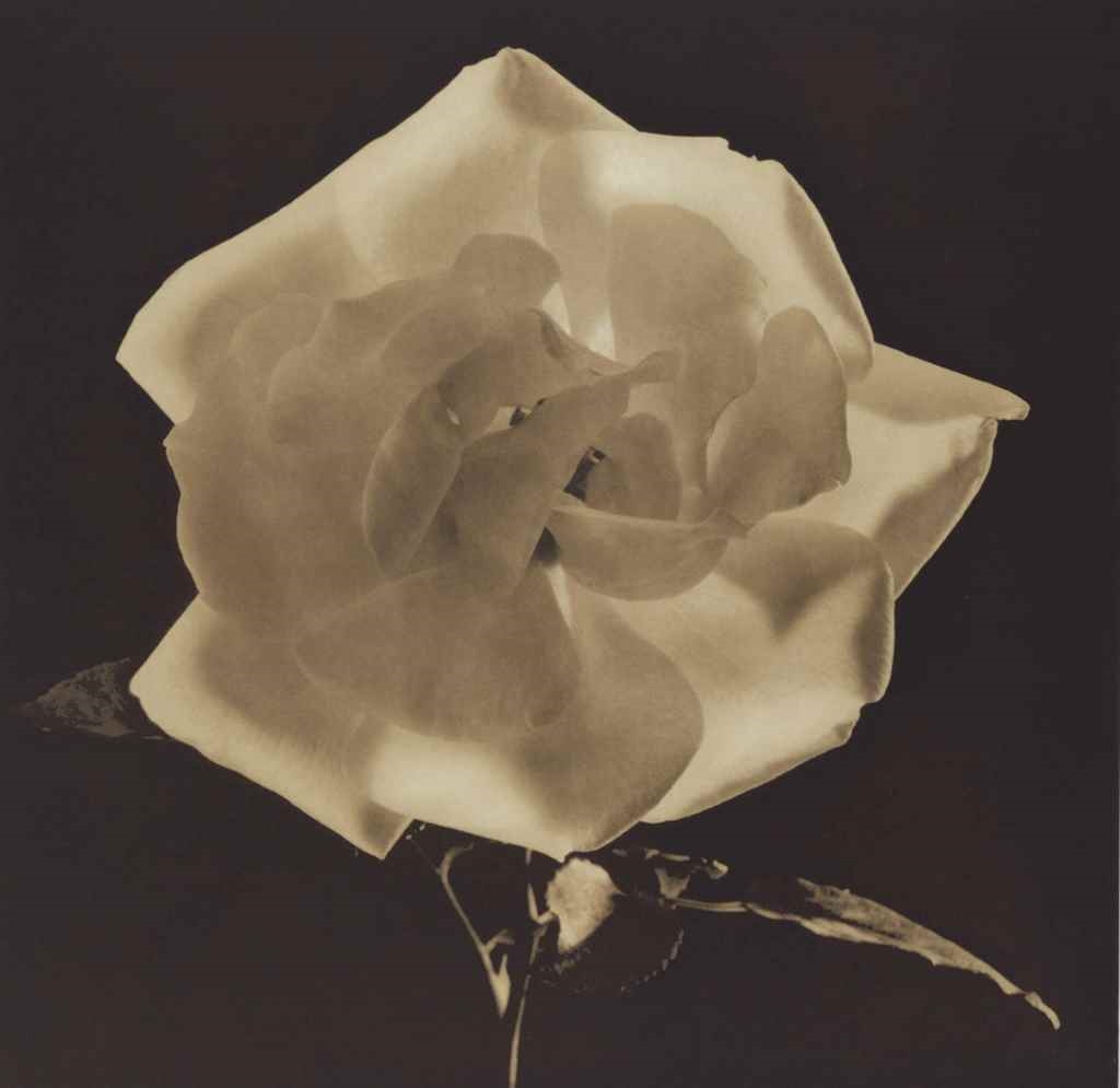 Dark Sepia Rose from Flowers by Robert Mapplethorpe, 1988