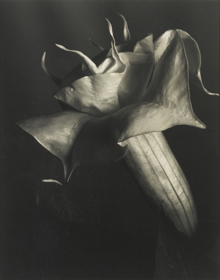 DATURA (BRUGMANSIA CANDIDA), CIRCA 1930