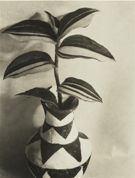WANDERING JEW by Imogen Cunningham, 1920