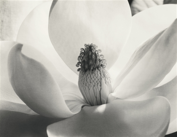 MAGNOLIA BLOSSOM by Imogen Cunningham, 1925, printed later