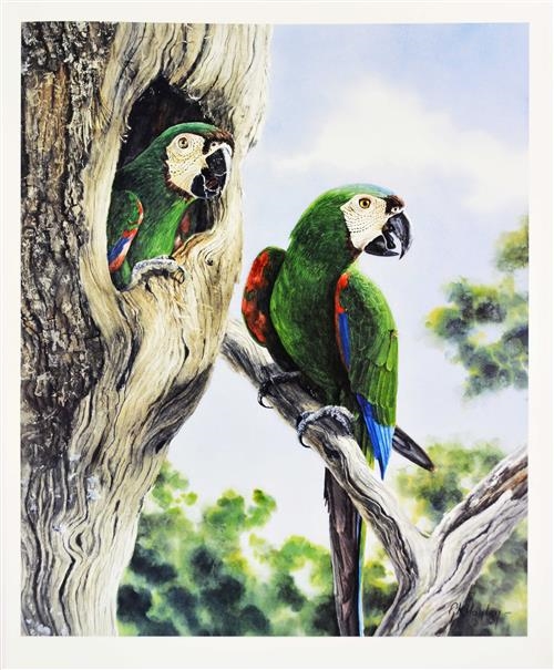 Gordon Hanley Jewels of Nature Parrots (Volume I) MutualArt