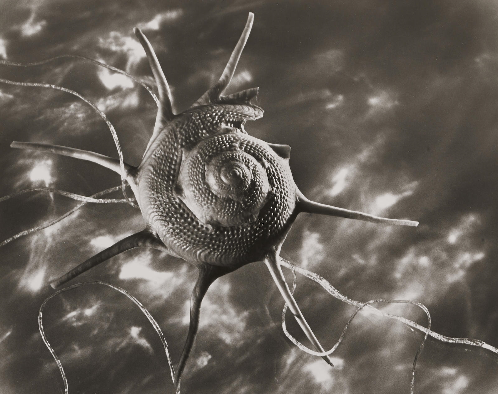 Ruth Bernhard | Star Shell | MutualArt