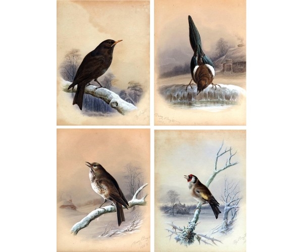 Artwork by Harry Bright, 4 Works, Winter Scenes with Thrush, Blackbird, Magpie, Goldfinch, Made of Watercolours