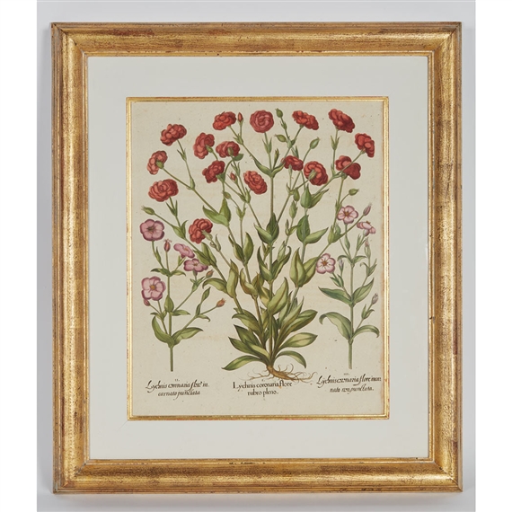 FLOWER STUDIES by Basilius Besler, 1613 - circa 1750