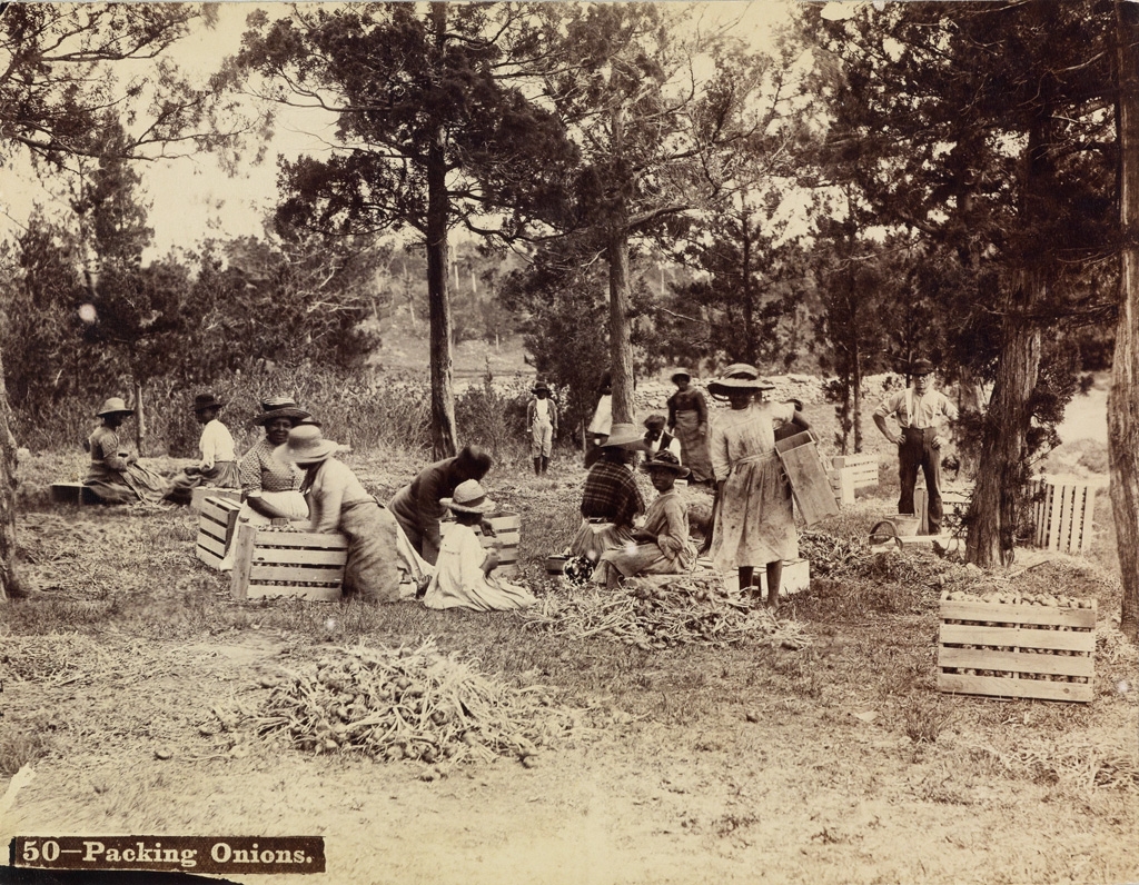 Artwork by N. E. Lusher & Son, Packing Onions, Made of Albumen print