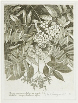 Botanical Graphics - Stanislaw Kluczykowski