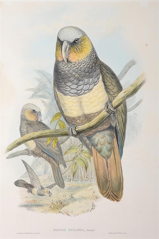Nestor Esslingii (Prince of Essling's Parrot) by John Gould