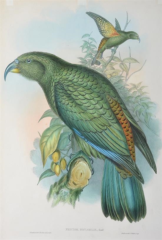 Nestor Notabilis (Kea Parrot) by John Gould
