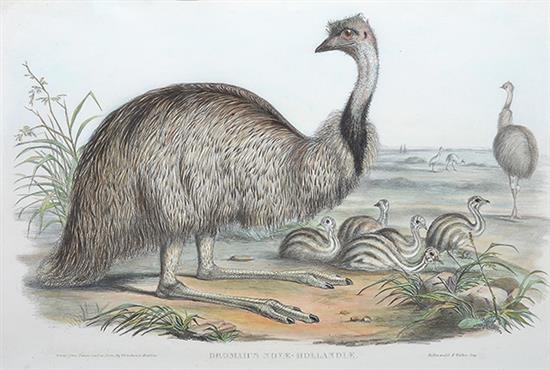Dromaius Novae-Hollandiae (The Emu) by John Gould