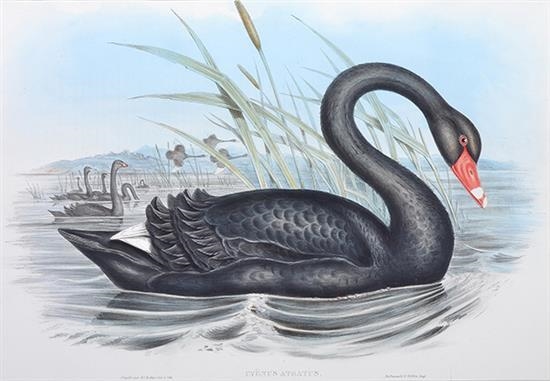 Cygnus Atratus (Black Swan) by John Gould