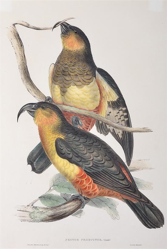 Artwork by John Gould, Nestor Productus (Phillip Island Parrot), Made of original hand-coloured lithograph