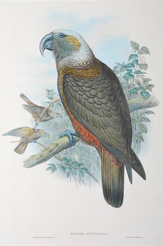 Nestor Hypopolius (Ka-Ka Parrot) by John Gould