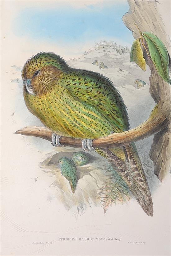 Strigops Habroptilus (Kakapo) by John Gould