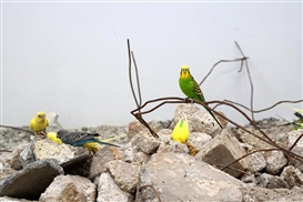 Martin Roth Populates a War Zone With Parakeets and Bullfrogs at Louis B. James