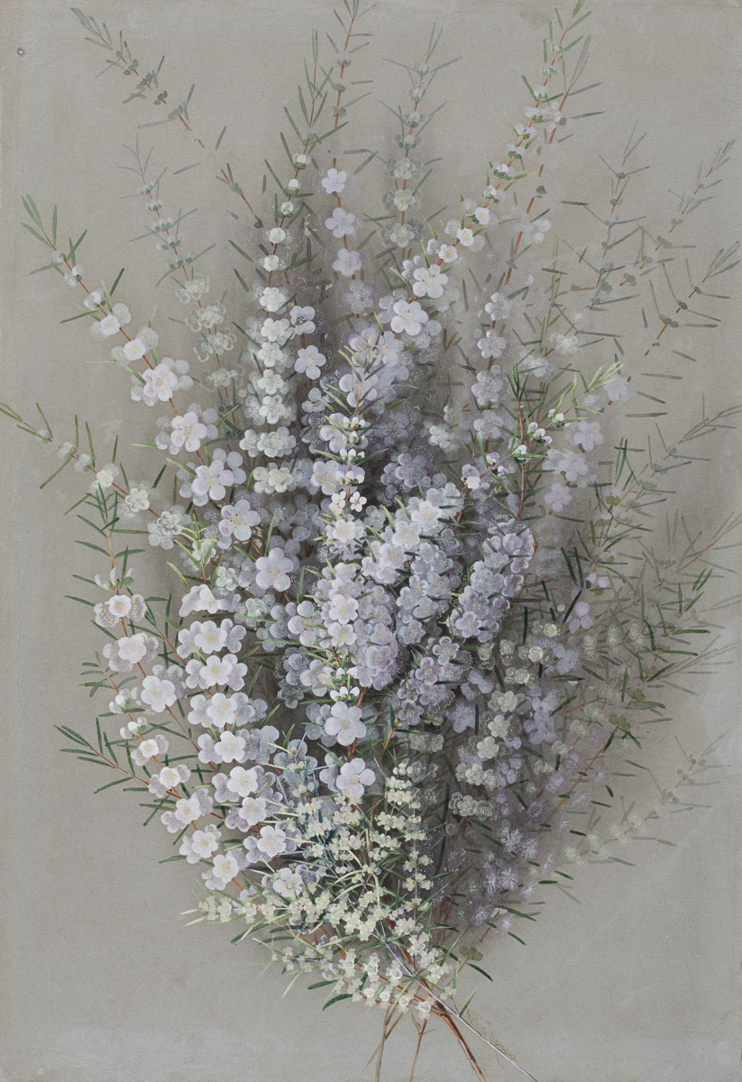 Artwork by Marian Ellis Rowan, Geraldton Wax Flower, Made of watercolour and gouache on paper