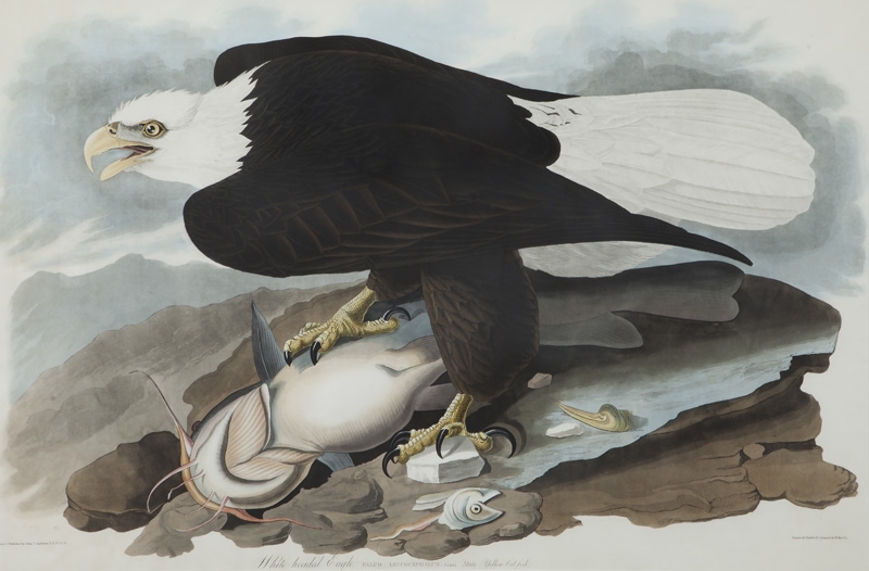 White Headed Eagle by John James Audubon, 1828