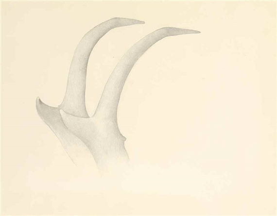 Antelope Horns