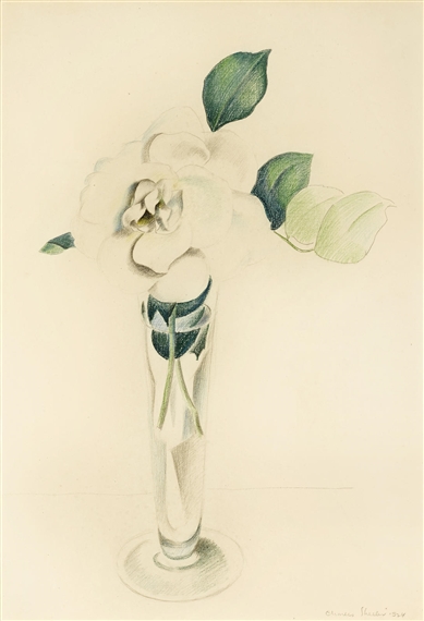 Rose in a Vase by Charles Sheeler, 1924