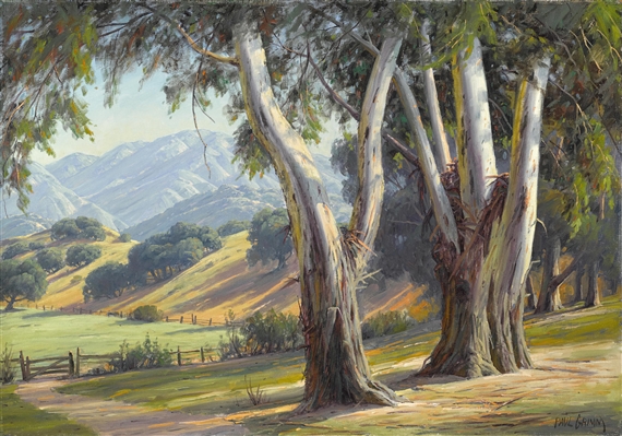 Eucalyptus by a split rail fence