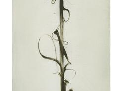 Albrecht Schnider: Instant Phenomenon - Marc Jancou Contemporary, New York