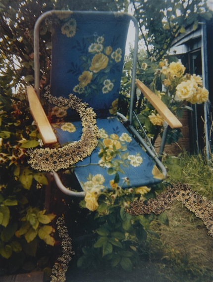 Stephen Gill | Untitled (from the Hackney Flowers series), London