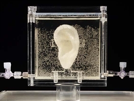 Diemut Strebe Creates A Living Replica Of Van Gogh’s Ear That Can Hear You Speak